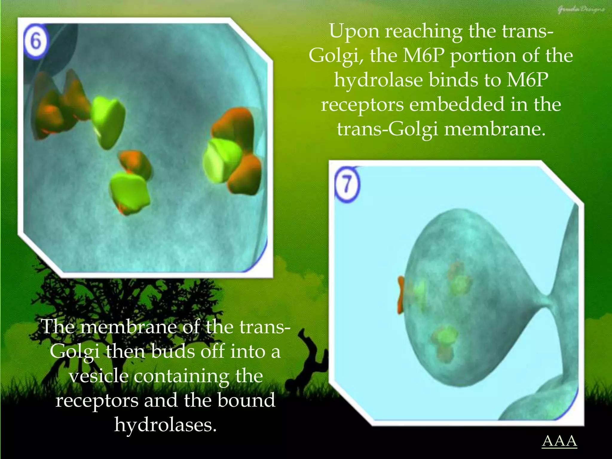 Upon reaching the trans-
Golgi, the M6P portion of the
hydrolase binds to M6P
receptors embedded in the
trans-Golgi membrane.
The membrane of the trans-
Golgi then buds off into a
vesicle containing the
receptors and the bound
hydrolases.
AAA
 