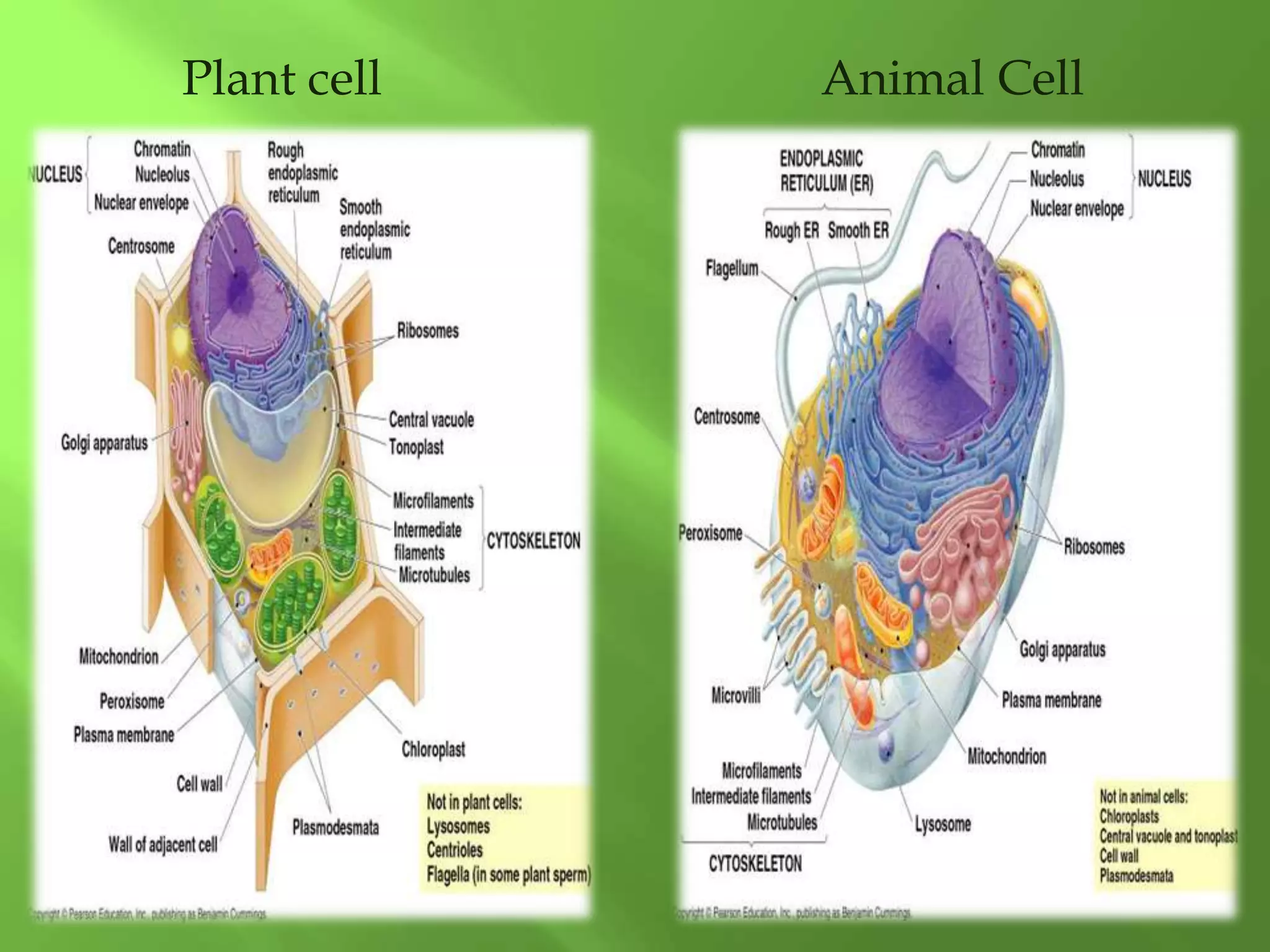 Plant cell Animal Cell
 