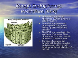 Rough EndoplasmicRough Endoplasmic
Reticulum (RER)Reticulum (RER)
• The RER is dotted withThe RER is dotted with
ribosomes. (Which is why it isribosomes. (Which is why it is
called “rough.”)called “rough.”)
• The RER is involved withThe RER is involved with
protein production, proteinprotein production, protein
folding, quality control andfolding, quality control and
dispatch.dispatch.
• The RER is involved with theThe RER is involved with the
synthesis of proteins. Theysynthesis of proteins. They
produce and process specificproduce and process specific
proteins at ribosomal sites.proteins at ribosomal sites.
• Consists of network-likeConsists of network-like
tunnels with tubules, vesiclestunnels with tubules, vesicles
and cisternae which is heldand cisternae which is held
together by the cytoskeleton oftogether by the cytoskeleton of
the cell.the cell.
 