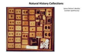 Private Collections
The Origins of Modern Museums
 