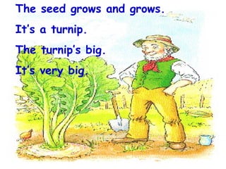 The seed grows and grows.  It’s a turnip. The turnip’s big. It’s very big. 