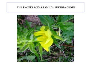 THE ENOTERACEAS FAMILY: FUCHSIA GENUS 