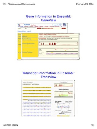 Erin Pleasance and Steven Jones February 23, 2004
(c) 2004 CGDN 10
Lecture 7.1 19
Gene information in Ensembl:
GeneView
Lecture 7.1 20
Transcript information in Ensembl:
TransView
 