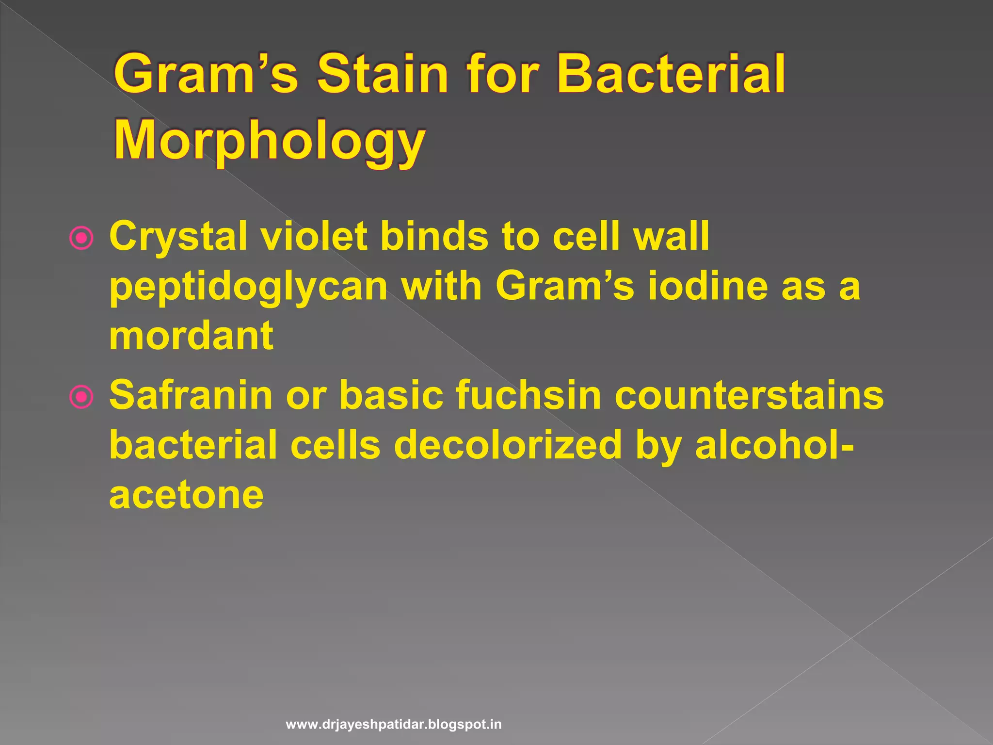  Crystal violet binds to cell wall
peptidoglycan with Gram’s iodine as a
mordant
 Safranin or basic fuchsin counterstains
bacterial cells decolorized by alcohol-
acetone
www.drjayeshpatidar.blogspot.in
 