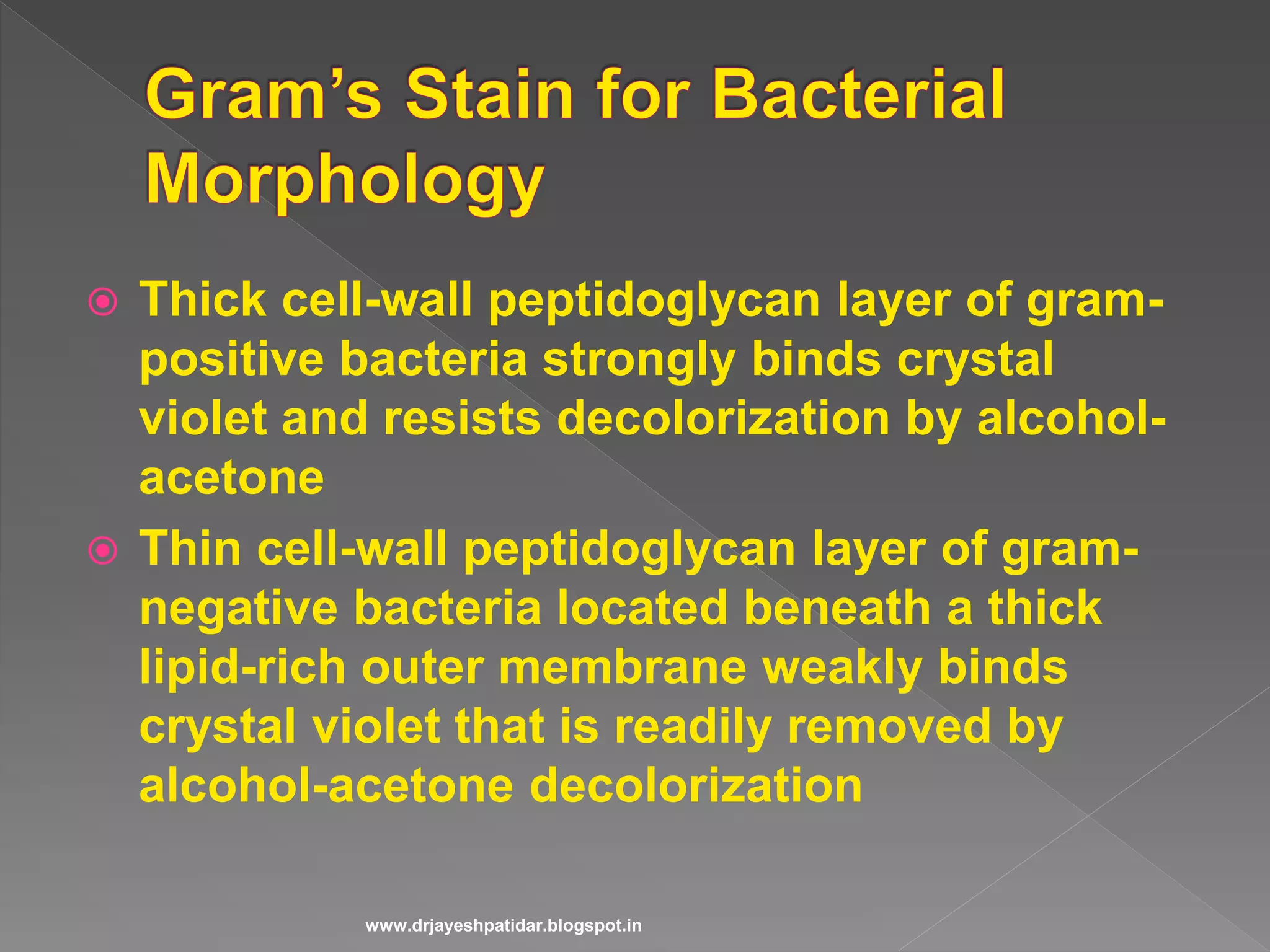 Thick cell-wall peptidoglycan layer of gram-
positive bacteria strongly binds crystal
violet and resists decolorization by alcohol-
acetone
 Thin cell-wall peptidoglycan layer of gram-
negative bacteria located beneath a thick
lipid-rich outer membrane weakly binds
crystal violet that is readily removed by
alcohol-acetone decolorization
www.drjayeshpatidar.blogspot.in
 