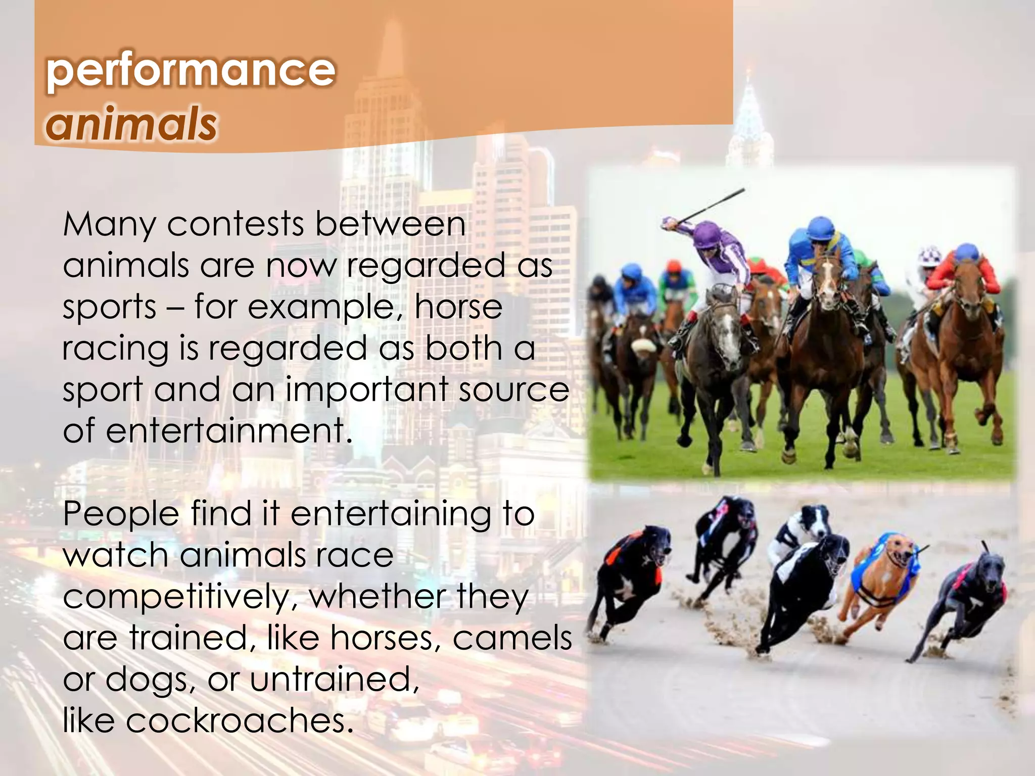 Many contests between
animals are now regarded as
sports – for example, horse
racing is regarded as both a
sport and an important source
of entertainment.
People find it entertaining to
watch animals race
competitively, whether they
are trained, like horses, camels
or dogs, or untrained,
like cockroaches.
performance
animals
 