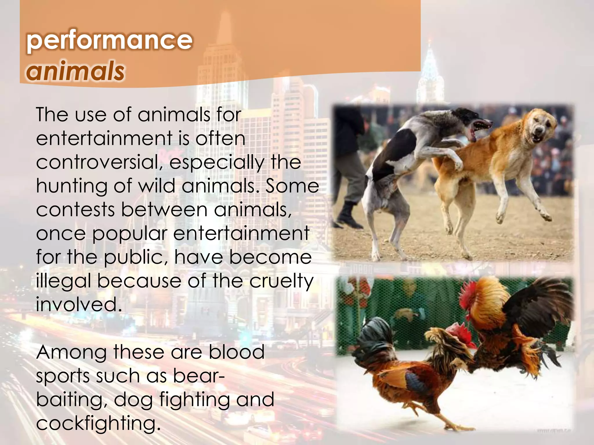 The use of animals for
entertainment is often
controversial, especially the
hunting of wild animals. Some
contests between animals,
once popular entertainment
for the public, have become
illegal because of the cruelty
involved.
Among these are blood
sports such as bear-
baiting, dog fighting and
cockfighting.
performance
animals
 