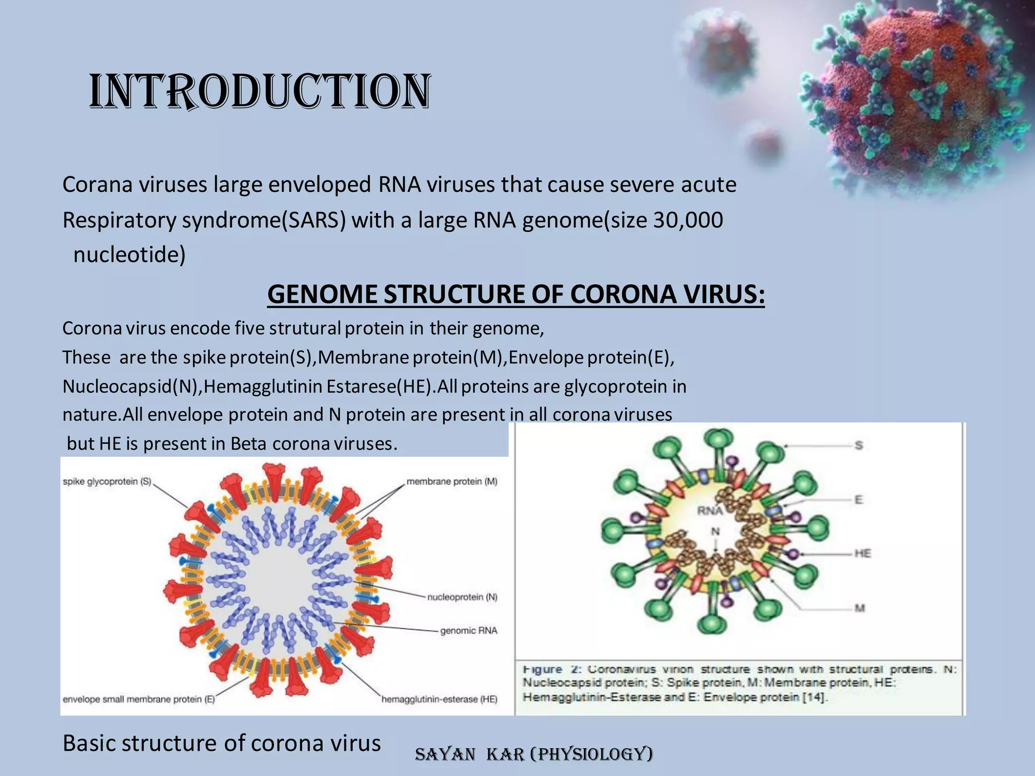 The entry mechanism of corona virus into the host cell. | PPT