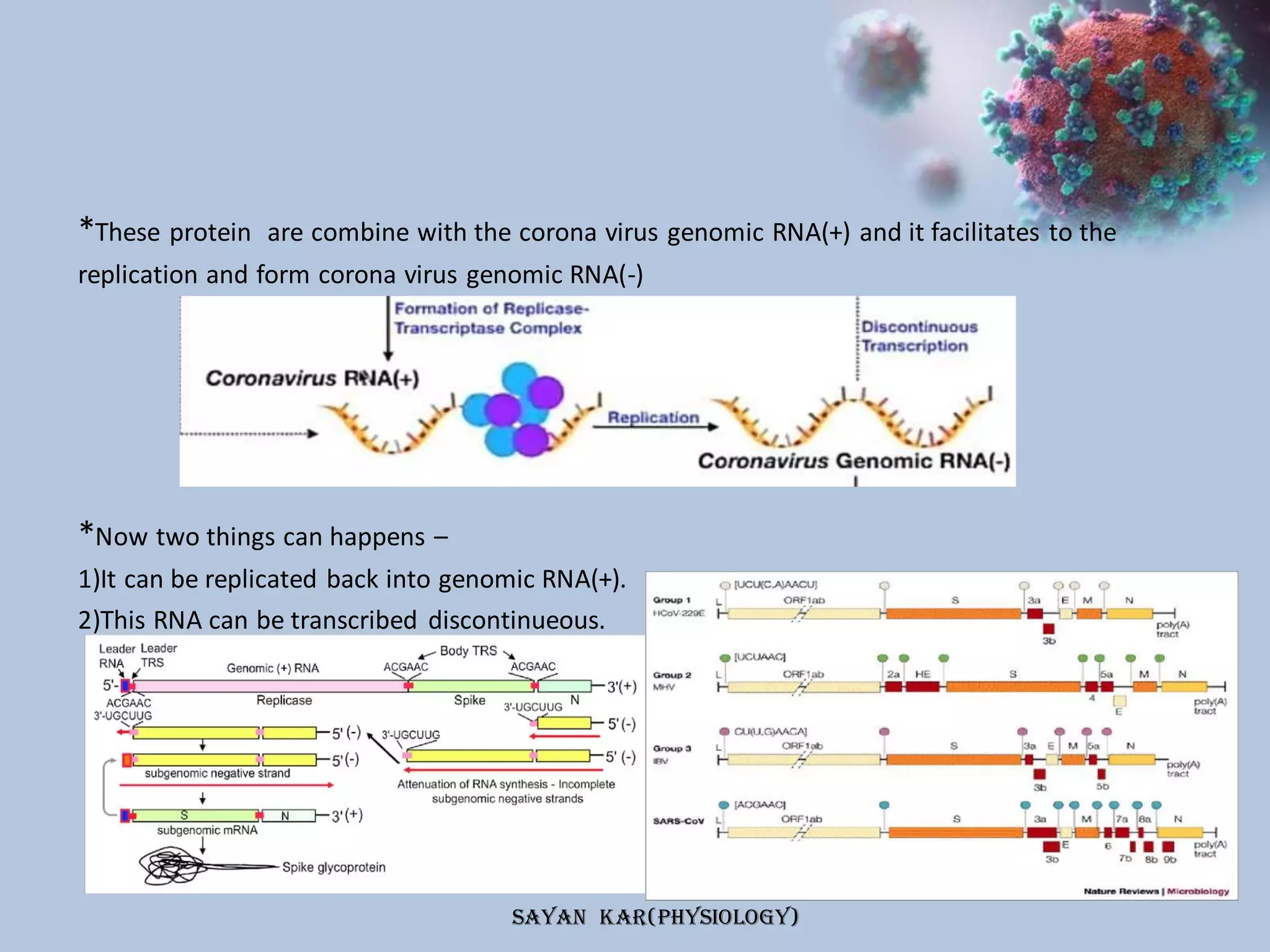 The entry mechanism of corona virus into the host cell. | PPT