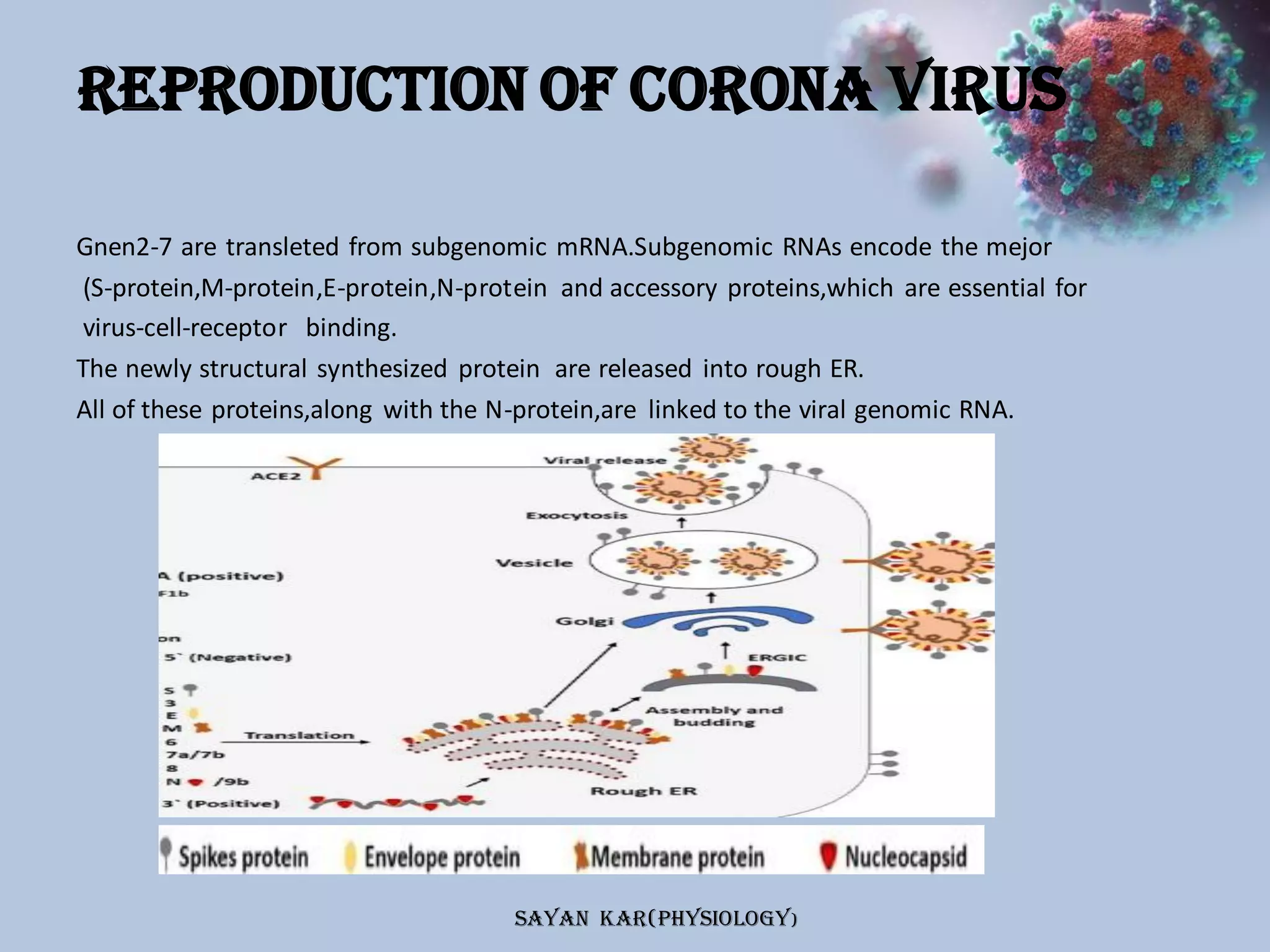The entry mechanism of corona virus into the host cell. | PPT