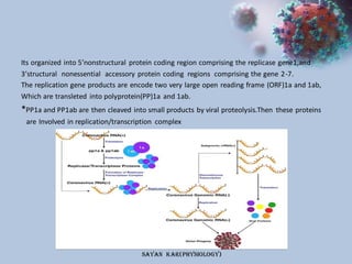 The entry mechanism of corona virus into the host cell. | PPT