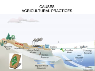 CAUSES  AGRICULTURAL PRACTICES  