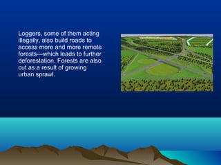 Loggers, some of them acting
illegally, also build roads to
access more and more remote
forests—which leads to further
deforestation. Forests are also
cut as a result of growing
urban sprawl.
 