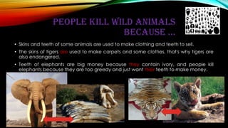 PEOPLE KILL WILD ANIMALS
BECAUSE ...
• Skins and teeth of some animals are used to make clothing and teeth to sell.
• The ...