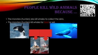 PEOPLE KILL WILD ANIMALS
BECAUSE ...
• The monsters (hunters) also kill whales to collect the skins.
• The monsters (hunters) kill whales for food or sell.
 