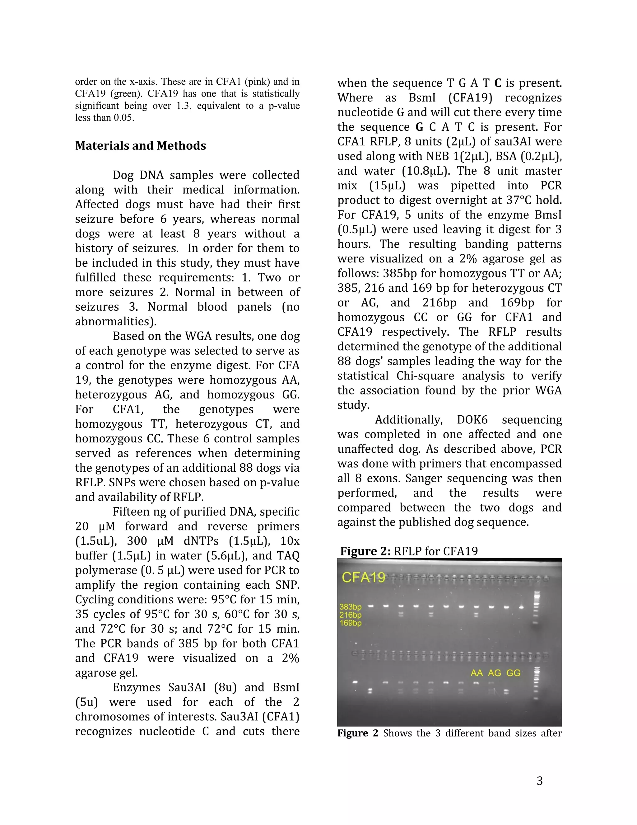 order on the x-axis. These are in CFA1 (pink) and in   when the sequence T G A T C is present.
CFA19 (green). CFA19 has one that is statistically     Where as BsmI (CFA19) recognizes
significant being over 1.3, equivalent to a p-value
less than 0.05.                                        nucleotide G and will cut there every time
                                                       the sequence G C A T C is present. For
Materials and Methods                                  CFA1 RFLP, 8 units (2µL) of sau3AI were
                                                       used along with NEB 1(2µL), BSA (0.2µL),
        Dog DNA samples were collected                 and water (10.8µL). The 8 unit master
along with their medical information.                  mix (15µL) was pipetted into PCR
Affected dogs must have had their first                product to digest overnight at 37°C hold.
seizure before 6 years, whereas normal                 For CFA19, 5 units of the enzyme BmsI
dogs were at least 8 years without a                   (0.5µL) were used leaving it digest for 3
history of seizures. In order for them to              hours. The resulting banding patterns
be included in this study, they must have              were visualized on a 2% agarose gel as
fulfilled these requirements: 1. Two or                follows: 385bp for homozygous TT or AA;
more seizures 2. Normal in between of                  385, 216 and 169 bp for heterozygous CT
seizures 3. Normal blood panels (no                    or AG, and 216bp and 169bp for
abnormalities).                                        homozygous CC or GG for CFA1 and
        Based on the WGA results, one dog              CFA19 respectively. The RFLP results
of each genotype was selected to serve as              determined the genotype of the additional
a control for the enzyme digest. For CFA               88 dogs’ samples leading the way for the
19, the genotypes were homozygous AA,                  statistical Chi-square analysis to verify
heterozygous AG, and homozygous GG.                    the association found by the prior WGA
For     CFA1,    the    genotypes     were             study.
homozygous TT, heterozygous CT, and                            Additionally, DOK6 sequencing
homozygous CC. These 6 control samples                 was completed in one affected and one
served as references when determining                  unaffected dog. As described above, PCR
the genotypes of an additional 88 dogs via             was done with primers that encompassed
RFLP. SNPs were chosen based on p-value                all 8 exons. Sanger sequencing was then
and availability of RFLP.                              performed, and the results were
        Fifteen ng of purified DNA, specific           compared between the two dogs and
20 µM forward and reverse primers                      against the published dog sequence.
(1.5uL), 300 µM dNTPs (1.5µL), 10x
buffer (1.5µL) in water (5.6µL), and TAQ               Figure 2: RFLP for CFA19
polymerase (0. 5 µL) were used for PCR to
amplify the region containing each SNP.
Cycling conditions were: 95°C for 15 min,
35 cycles of 95°C for 30 s, 60°C for 30 s,
and 72°C for 30 s; and 72°C for 15 min.
The PCR bands of 385 bp for both CFA1
and CFA19 were visualized on a 2%
agarose gel.
        Enzymes Sau3AI (8u) and BsmI
(5u) were used for each of the 2
chromosomes of interests. Sau3AI (CFA1)
recognizes nucleotide C and cuts there                 Figure 2 Shows the 3 different band sizes after



                                                                                                3
 