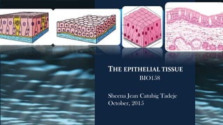 THE EPITHELIAL TISSUE
BIO158
Sheena Jean Catubig Tadeje
October, 2015
 