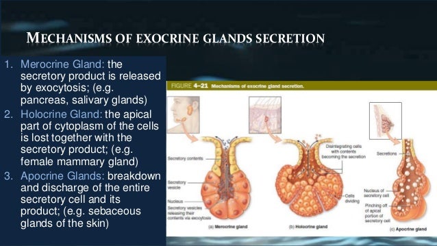 The Epithelial Tissue
