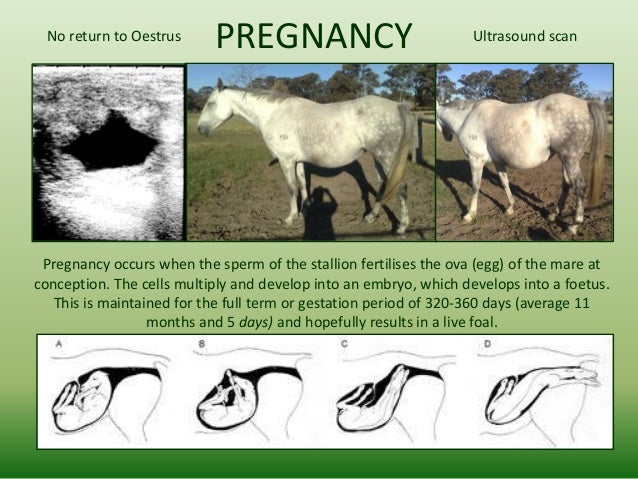 The ESB principles of breeding (intro)