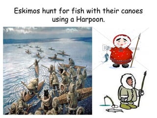 Eskimos hunt for fish with their canoes
using a Harpoon.
 