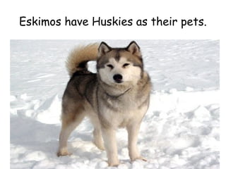 Eskimos have Huskies as their pets.
 