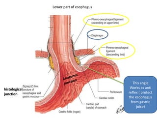2
Lower part
This angle
Works as anti
reflex ( protect
the esophagus
from gastric
juice)
histological
junction
Lower part of esophagus
 