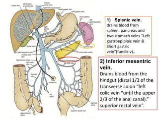 1) Splenic vein.
drains blood from
spleen, pancreas and
two stomach veins "Left
gastroepiploic vein &
Short gastric
vein“(fundic v)..
2) Inferior mesentric
vein.
Drains blood from the
hindgut (distal 1/3 of the
transverse colon “left
colic vein “until the upper
2/3 of the anal canal).”
superior rectal vein”.
 