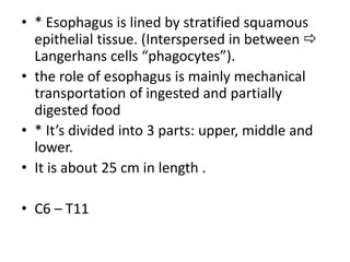 • * Esophagus is lined by stratified squamous
epithelial tissue. (Interspersed in between 
Langerhans cells “phagocytes”).
• the role of esophagus is mainly mechanical
transportation of ingested and partially
digested food
• * It’s divided into 3 parts: upper, middle and
lower.
• It is about 25 cm in length .
• C6 – T11
 
