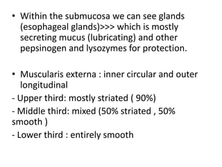 • Within the submucosa we can see glands
(esophageal glands)>>> which is mostly
secreting mucus (lubricating) and other
pepsinogen and lysozymes for protection.
• Muscularis externa : inner circular and outer
longitudinal
- Upper third: mostly striated ( 90%)
- Middle third: mixed (50% striated , 50%
smooth )
- Lower third : entirely smooth
 