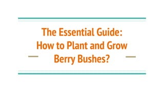 The Essential Guide:
How to Plant and Grow
Berry Bushes?
 