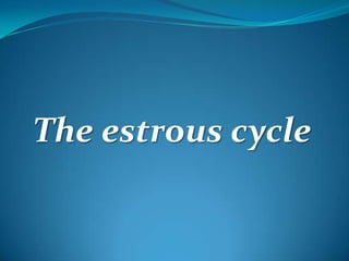 The estrous cycle
 