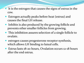  It is the estrogen that causes the signs of estrus in the
    cow.
    Estrogen actually peaks before heat (estrus) and
    causes the final LH release.
    Inhibin is also produced by the growing follicle and
    prevents other smaller follicles from growing.
    This inhibition assures selection of a single follicle to
    ovulate.
    estrogen causes progesterone receptor synthesis,
    which allows LH binding to luteal cells.
    Estrus lasts 18-20 hours, Ovulation occurs 12-18 hours
    after the end estrus.
 