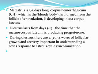  Metestrus is 3-5 days long, corpus hemorrhagicum
  (CH), which is the 'bloody body' that formed from the
  follicle after ovulation, is developing into a corpus
  luteum.
 Diestrus lasts from days 5-17 . the time that the
  mature corpus luteum is producing progesterone.
 During diestrus there are 2, 3 or 4 waves of follicular
  growth and are very important in understanding a
  cow's response to estrous cycle synchronization.

 