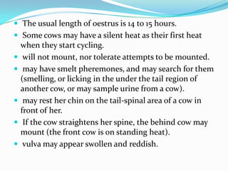  The usual length of oestrus is 14 to 15 hours.
 Some cows may have a silent heat as their first heat
    when they start cycling.
    will not mount, nor tolerate attempts to be mounted.
    may have smelt pheremones, and may search for them
    (smelling, or licking in the under the tail region of
    another cow, or may sample urine from a cow).
    may rest her chin on the tail-spinal area of a cow in
    front of her.
    If the cow straightens her spine, the behind cow may
    mount (the front cow is on standing heat).
    vulva may appear swollen and reddish.
 