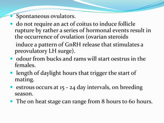  Spontaneous ovulators.
 do not require an act of coitus to induce follicle
    rupture by rather a series of hormonal events result in
    the occurrence of ovulation (ovarian steroids
     induce a pattern of GnRH release that stimulates a
    preovulatory LH surge).
    odour from bucks and rams will start oestrus in the
    females.
    length of daylight hours that trigger the start of
    mating.
    estrous occurs at 15 - 24 day intervals, on breeding
    season.
    The on heat stage can range from 8 hours to 60 hours.
 