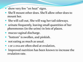  show very few "on heat" signs.
 She'll mount other does. She'll allow other does to
    mount her.
   She will call out, She will wag her tail sideways.
   urinate frequently, leaving small quantities of her
    pheremones (in the urine) in lots of places.
   mucus vaginal discharge.
   "bottom" is swollen, and pinkish.
   not eating as much as usual.
   1 or 2 ova are often shed at ovulation,
   Improved nutrition has been known to increase the
    ovulation rate.
 