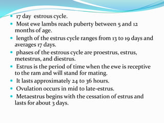  17 day estrous cycle.
 Most ewe lambs reach puberty between 5 and 12
    months of age.
    length of the estrus cycle ranges from 13 to 19 days and
    averages 17 days.
    phases of the estrous cycle are proestrus, estrus,
    metestrus, and diestrus.
    Estrus is the period of time when the ewe is receptive
    to the ram and will stand for mating.
    It lasts approximately 24 to 36 hours.
    Ovulation occurs in mid to late-estrus.
    Metaestrus begins with the cessation of estrus and
    lasts for about 3 days.
 