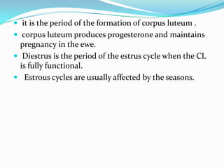  it is the period of the formation of corpus luteum .
 corpus luteum produces progesterone and maintains
  pregnancy in the ewe.
 Diestrus is the period of the estrus cycle when the CL
  is fully functional.
 Estrous cycles are usually affected by the seasons.
 