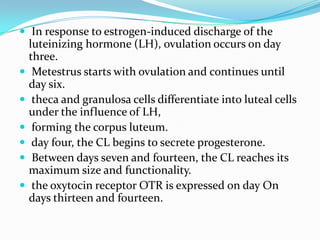  In response to estrogen-induced discharge of the
    luteinizing hormone (LH), ovulation occurs on day
    three.
    Metestrus starts with ovulation and continues until
    day six.
    theca and granulosa cells differentiate into luteal cells
    under the influence of LH,
    forming the corpus luteum.
    day four, the CL begins to secrete progesterone.
    Between days seven and fourteen, the CL reaches its
    maximum size and functionality.
    the oxytocin receptor OTR is expressed on day On
    days thirteen and fourteen.
 