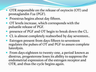 OTR responsible on the release of oxytocin (OT) and
    prostaglandin F2a (PGF).
    Proestrus begins about day fifteen.
    OT levels increase, which corresponds with the
    pulsatile release of PGF.
    presence of PGF and OT begin to break down the CL.
    CL is almost completely reabsorbed by day seventeen..
    Estrogen present from days fifteen to seventeen
    regulates the pulses of OT and PGF to assure complete
    luteolysis.
    From days eighteen to twenty-one, a period known as
    diestrus, progesterone loses its ability to suppress the
    endometrial expression of the estrogen receptor and
    OTR, and thus the cycle begins again.
 