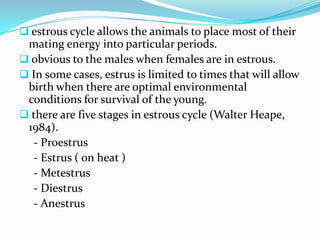  estrous cycle allows the animals to place most of their
 mating energy into particular periods.
 obvious to the males when females are in estrous.
 In some cases, estrus is limited to times that will allow
 birth when there are optimal environmental
 conditions for survival of the young.
 there are five stages in estrous cycle (Walter Heape,
 1984).
  - Proestrus
  - Estrus ( on heat )
  - Metestrus
  - Diestrus
  - Anestrus
 