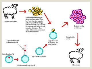 The ethics of human cloning | PPTX