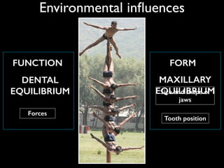 Environmental inﬂuences
FUNCTION
Forces
FORM
Tooth position
Size and shape of
jaws
DENTAL
EQUILIBRIUM
MAXILLARY
EQUILIBRIUM
 