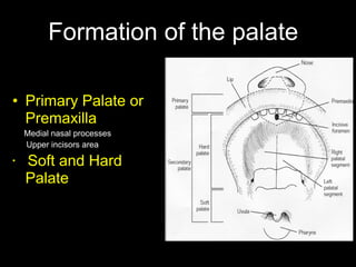 Formation of the palate
• Primary Palate or
Premaxilla
Medial nasal processes
Upper incisors area
• Soft and Hard
Palate
 