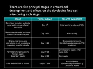 There are ﬁve principal stages in craniofacial
development and effects on the developing face can
arise during each stage:
STAGE TIME IN HUMANS RELATED SYNDROMES
Germ layer formation and initial
organization of craniofacial
structures
Day 17 Fetal alcohol syndrome (FAS)
Neural tube formation and initial
formation of the oropharynnx
Day 18-23 Anencephaly
Origins, migrations, and
interactions of cell populations
(especially neural crest cells
Day 19-28
Craniofacial microsomia!
Mandibulofacial dysostosis (T-C
syndrome)
Formation of organ systems !
Primary palate!
Secondary palate
Day 28-38!
!
Day 42-55
Cleft lip and/or palate, other
facial clefts!
!
Cleft palate
Final differentiation of tissues Day 50 - birth
Achondroplasia!
Syn)ostosis syndromes ( e.g.
Crouzon’s, Apert’s
 