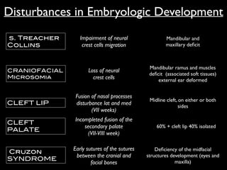 Disturbances in Embryologic Development
s. Treacher
Collins
CRANIOFACIAL
Microsomia
CLEFT LIP
CLEFT
PALATE
Cruzon
SYNDROME
Impairment of neural
crest cells migration
Loss of neural
crest cells
Fusion of nasal processes
disturbance lat and med
(VII weeks)
Incompleted fusion of the
secondary palate 	

(VII-VIII week)
Early sutures of the sutures
between the cranial and
facial bones
Mandibular and
maxillary deﬁcit
Mandibular ramus and muscles
deﬁcit (associated soft tissues)
external ear deformed
Midline cleft, on either or both
sides
60% + cleft lip 40% isolated
Deﬁciency of the midfacial
structures development (eyes and
maxilla)
 