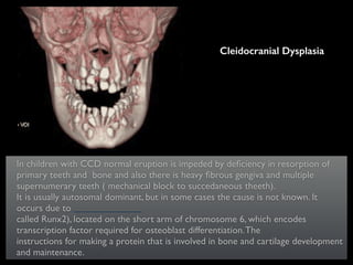 In children with CCD normal eruption is impeded by deﬁciency in resorption of
primary teeth and bone and also there is heavy ﬁbrous gengiva and multiple
supernumerary teeth ( mechanical block to succedaneous theeth).	

It is usually autosomal dominant, but in some cases the cause is not known. It
occurs due to
called Runx2), located on the short arm of chromosome 6, which encodes
transcription factor required for osteoblast differentiation.The
instructions for making a protein that is involved in bone and cartilage development
and maintenance.
Cleidocranial Dysplasia
 