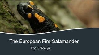 The European Fire Salamander
By: Gracelyn
 