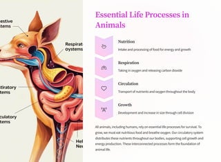 Essential Life Processes in
Animals
Nutrition
Intake and processing of food for energy and growth
Respiration
Taking in oxygen and releasing carbon dioxide
Circulation
Transport of nutrients and oxygen throughout the body
Growth
Development and increase in size through cell division
All animals, including humans, rely on essential life processes for survival. To
grow, we must eat nutritious food and breathe oxygen. Our circulatory system
distributes these nutrients throughout our bodies, supporting cell growth and
energy production. These interconnected processes form the foundation of
animal life.
 