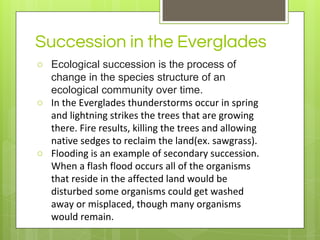 Succession in the Everglades
○ Ecological succession is the process of
change in the species structure of an
ecological community over time.
○ In the Everglades thunderstorms occur in spring
and lightning strikes the trees that are growing
there. Fire results, killing the trees and allowing
native sedges to reclaim the land(ex. sawgrass).
○ Flooding is an example of secondary succession.
When a flash flood occurs all of the organisms
that reside in the affected land would be
disturbed some organisms could get washed
away or misplaced, though many organisms
would remain.
 